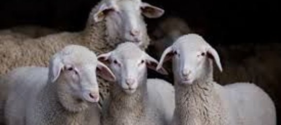 3500m² Hotel in Valeggio sul Mincio, Italy No. 323346 5