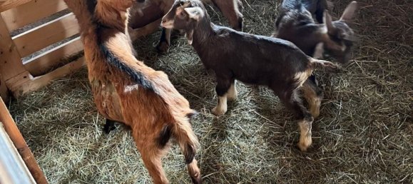 3500m² Hotel in Valeggio sul Mincio, Italy No. 323346 9