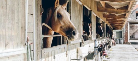 3500m² Hotel in Valeggio sul Mincio, Italy No. 323346 2