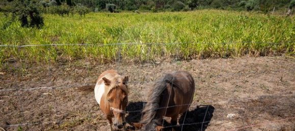 9 bedrooms House in Carregal do Sal, Portugal No. 185831 35