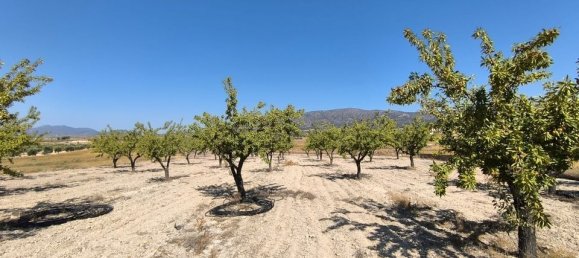  Land in Monovar, Spain No. 189105 6