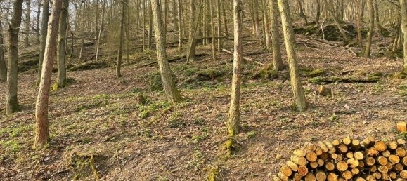 Земельный участок в Висбаден, Германия № 291608 10