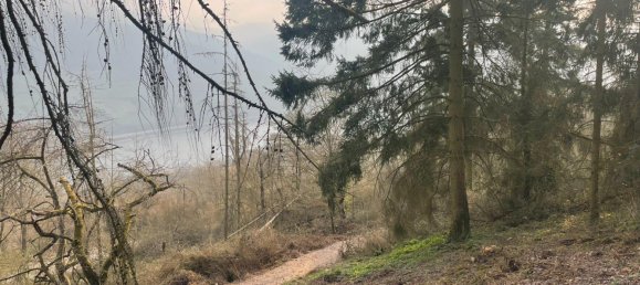 Земельный участок в Висбаден, Германия № 291608 13