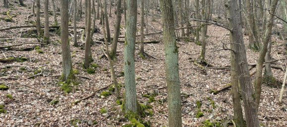 Земельный участок в Висбаден, Германия № 291608 11