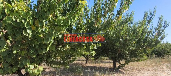 1غرفة قطعة أرض في Cerignola, Italy رقم 85289 11