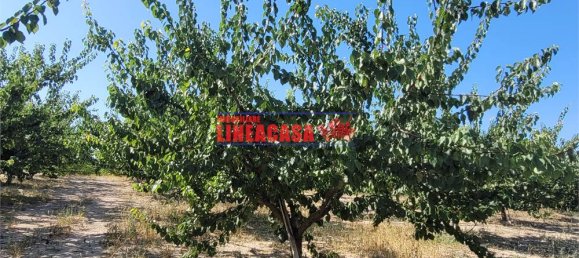 1غرفة قطعة أرض في Cerignola, Italy رقم 85289 10