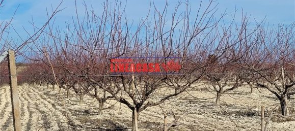 1غرفة قطعة أرض في Cerignola, Italy رقم 85289 2