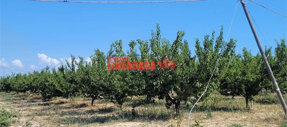 1غرفة قطعة أرض في Cerignola, Italy رقم 85289 8