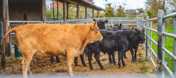 17 rooms Castles in Aachen, Germany No. 47476 120