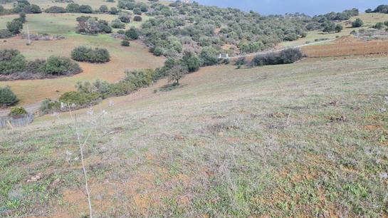 6000m² Land in Coin, Spain No. 134796