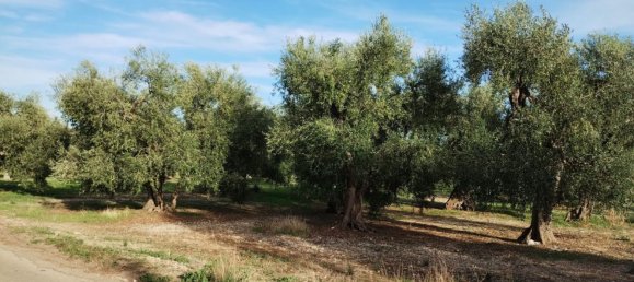 Terreno en Giovinazzo, Italy 5000 m² No. 252736 5