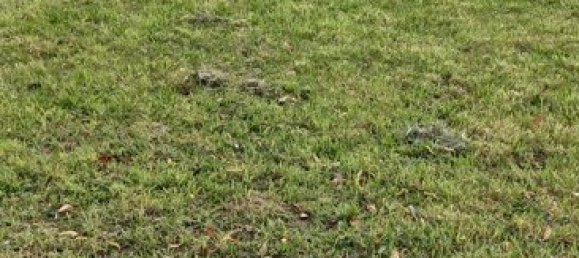 6-Zimmer Haus in Ludwigslust-Parchim, Germany, Nr. 126081 9