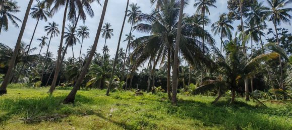 Земельный участок 6400м² в Самуй, Таиланд № 75797 7