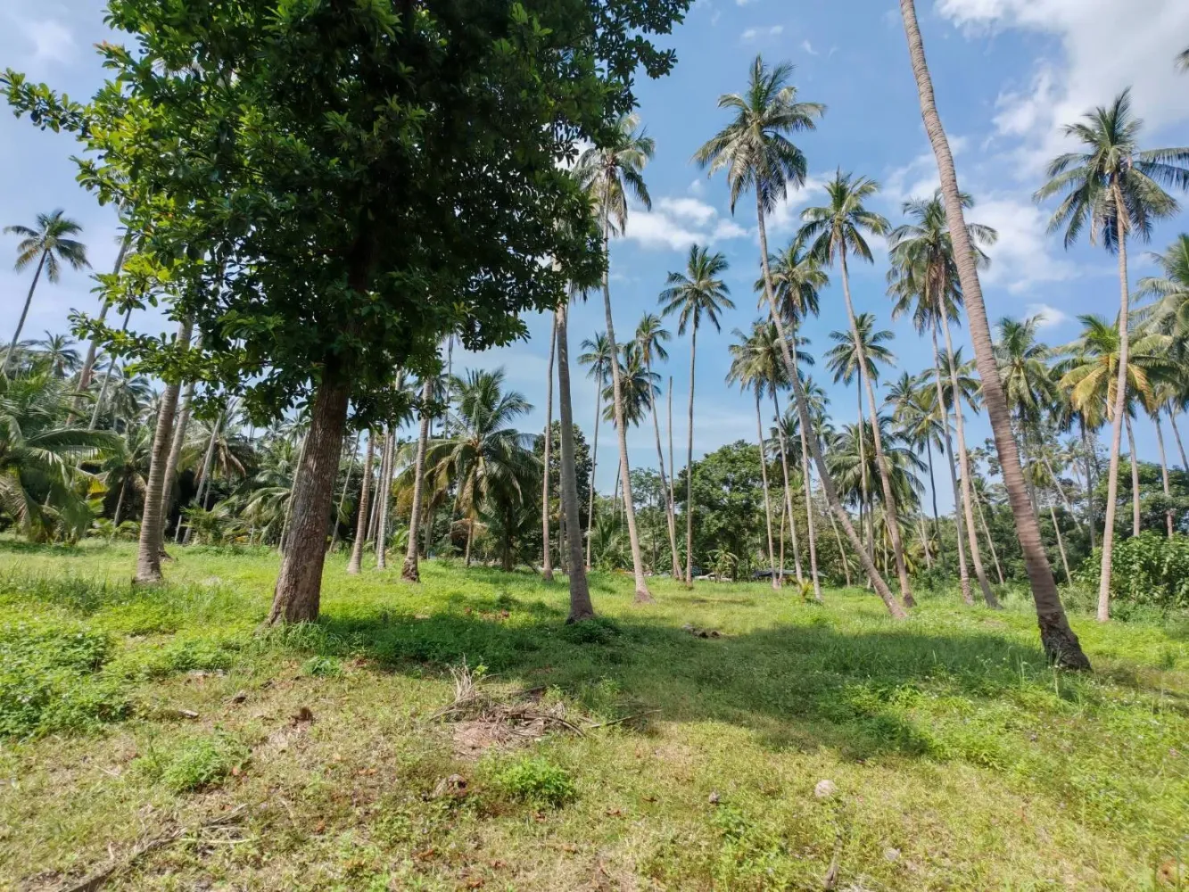 Земельный участок 6400м² в Самуй, Таиланд № 75797