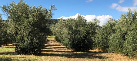 Terreno em Squillace, Italy 29000 m² N.º 265102 5