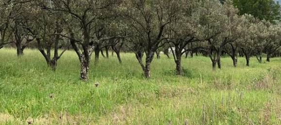 Terreno em Squillace, Italy 29000 m² N.º 265102 2