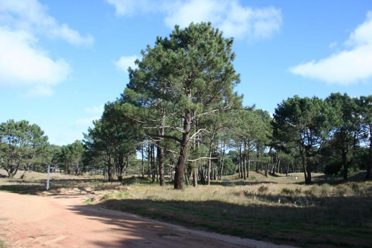  Land in Maldonado, Uruguay No. 16043