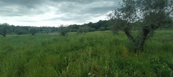 3 bedrooms House in Torres Novas, Portugal No. 14505 28