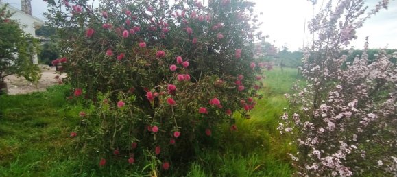 3 bedrooms House in Torres Novas, Portugal No. 14505 30