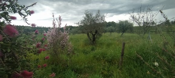 3 bedrooms House in Torres Novas, Portugal No. 14505 31