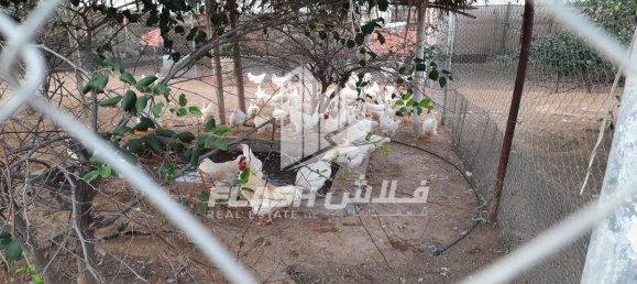 18581m² Land in Ras Al Khaimah, UAE No. 107344 4