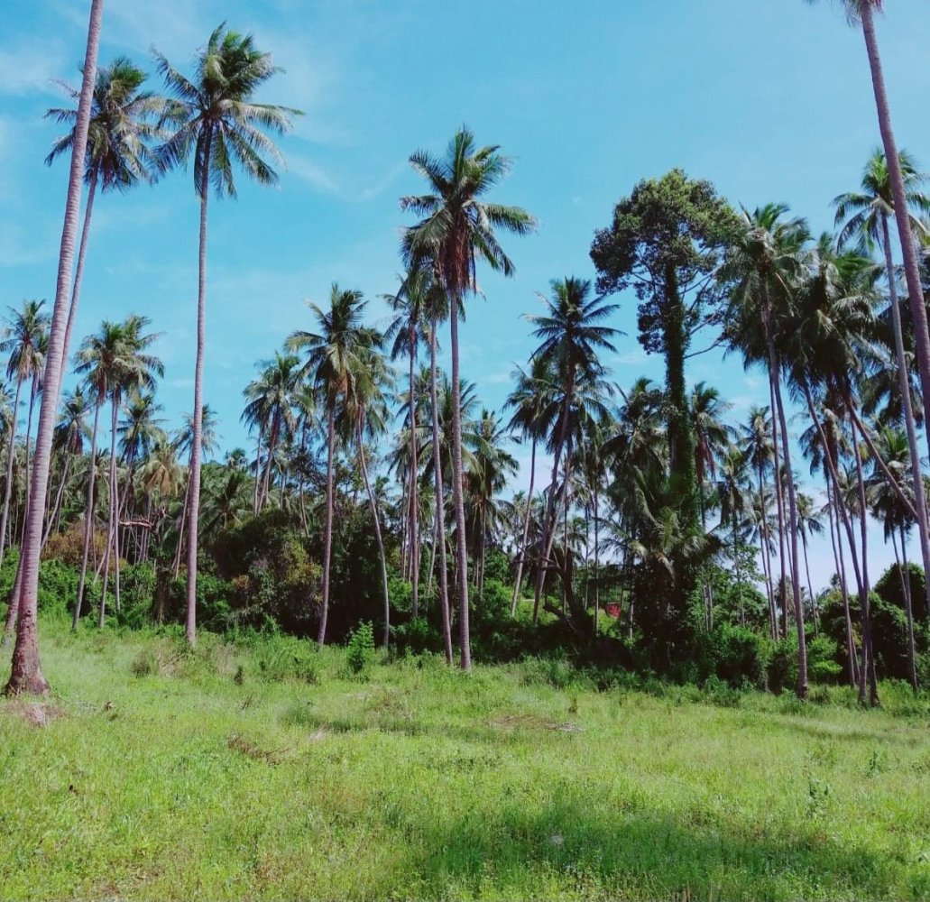 Land in Ko Samui, Thailand No. 26667