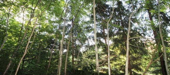  Land in Pregarten, Austria No. 250125 3