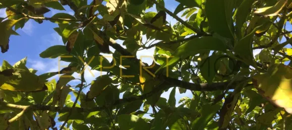 5 bedrooms House in Santarem, Portugal No. 146381 33