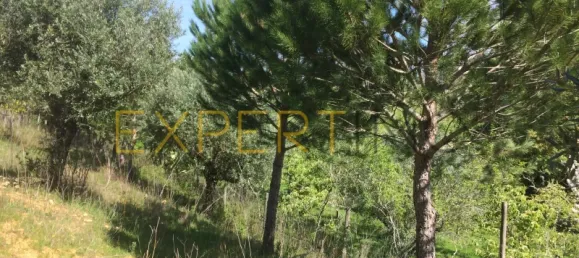 5 bedrooms House in Santarem, Portugal No. 146381 12