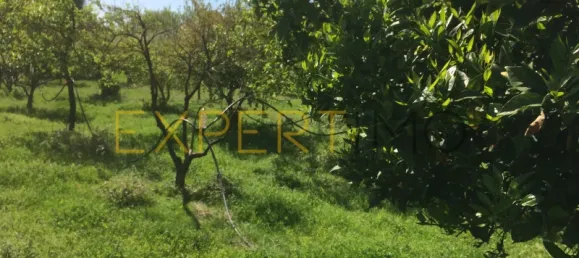 5 bedrooms House in Santarem, Portugal No. 146381 40