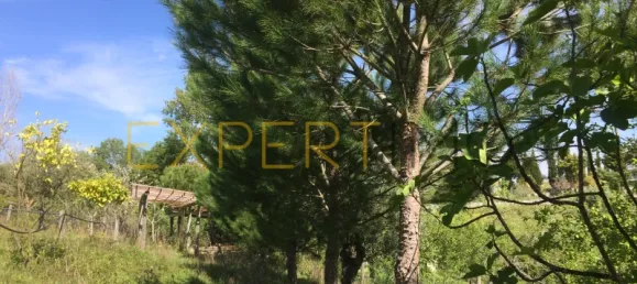 5 bedrooms House in Santarem, Portugal No. 146381 16