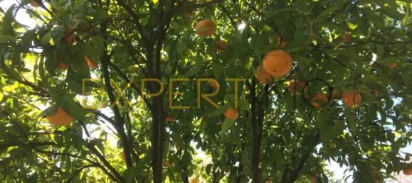 5 bedrooms House in Santarem, Portugal No. 146381 37