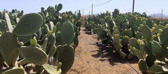 3 chambres Villa à Tuineje, Spain No. 184666 21