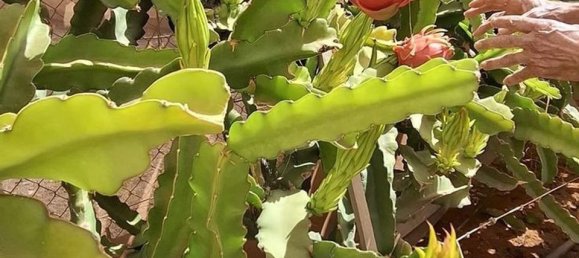 3 chambres Villa à Tuineje, Spain No. 184666 14