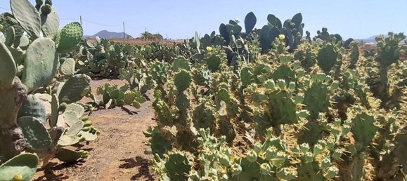3 chambres Villa à Tuineje, Spain No. 184666 11