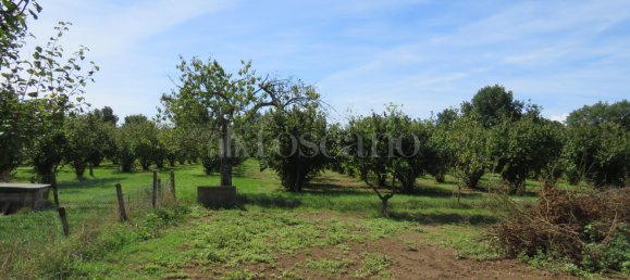 3 rooms Villa in Nepi, Italy No. 331983 12