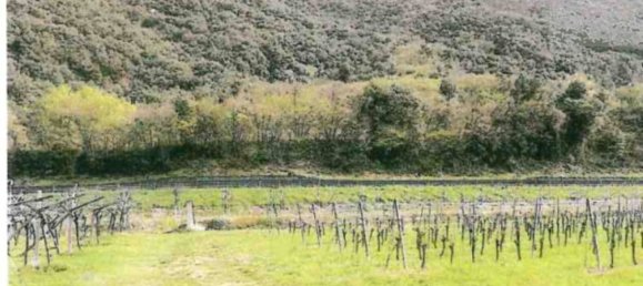 Terrain à Dolcè, Italy 22231m² No. 306827 4