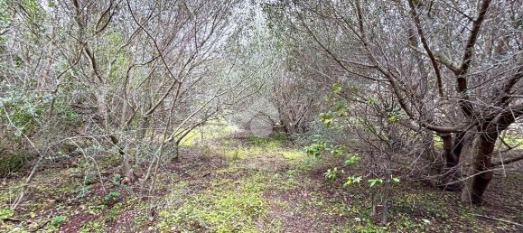 قطعة أرض في Bagheria, Italy 2593متر مربع رقم 14858 7