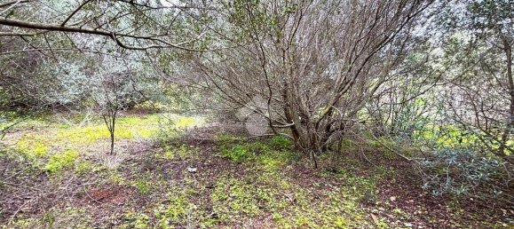 قطعة أرض في Bagheria, Italy 2593متر مربع رقم 14858 2