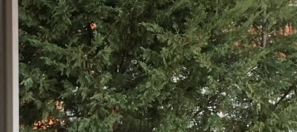 10 rooms Villa in Candelo, Italy No. 80899 12