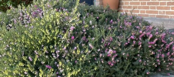 10 rooms Villa in Candelo, Italy No. 80899 4