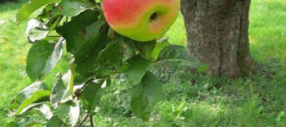 6 rooms House in Pinggau, Austria No. 175734 28