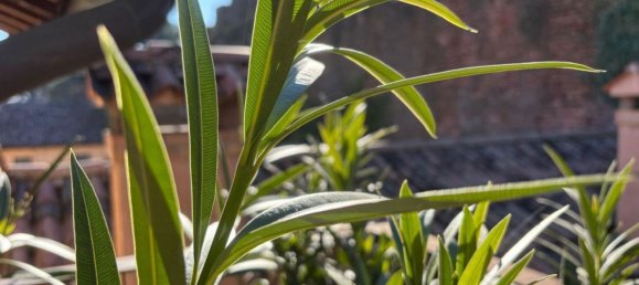 6 rooms Penthouse in Castelfranco Veneto, Italy No. 60873 5