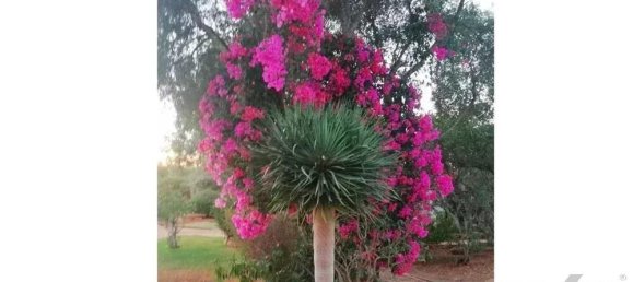 240m² Land in Tavira, Portugal No. 236870 22