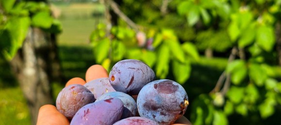 2 bedrooms House in Tobaj, Austria No. 193849 21