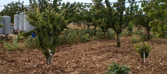 10000m² Land in Ruvo di Puglia, Italy No. 281784 4