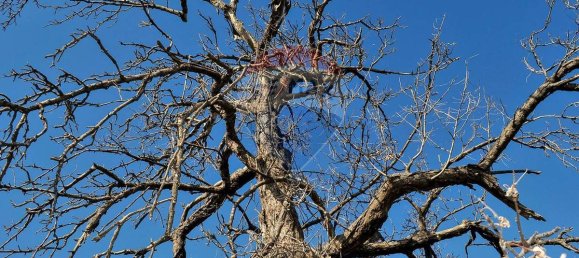  قطعة أرض في Fiumefreddo di Sicilia, Italy 15300متر مربع رقم 165365 20