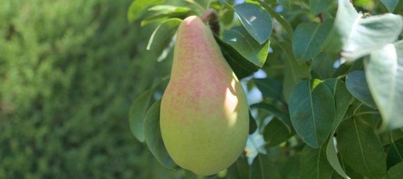 4 Schlafzimmer Haus in Granada, Spain, Nr. 177525 45