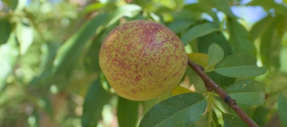4 Schlafzimmer Haus in Granada, Spain, Nr. 177525 44
