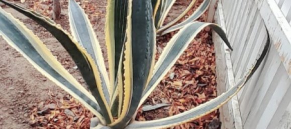 4 bedrooms House in Sabunchu, Azerbaijan No. 1140 3